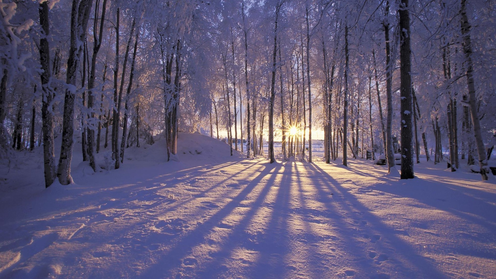 inverno neve legno gelo albero paesaggio freddo congelato alba guida stagione tempo ramo strada ghiaccio bel tempo scenico nebbia natura parco