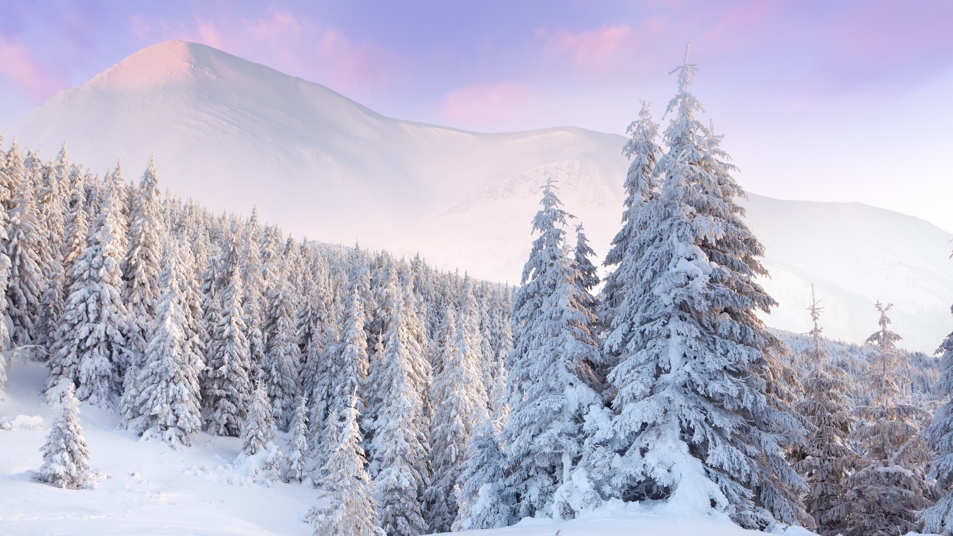winter snow cold frost wood mountain ice frozen scenic snowy season landscape evergreen fir weather tree