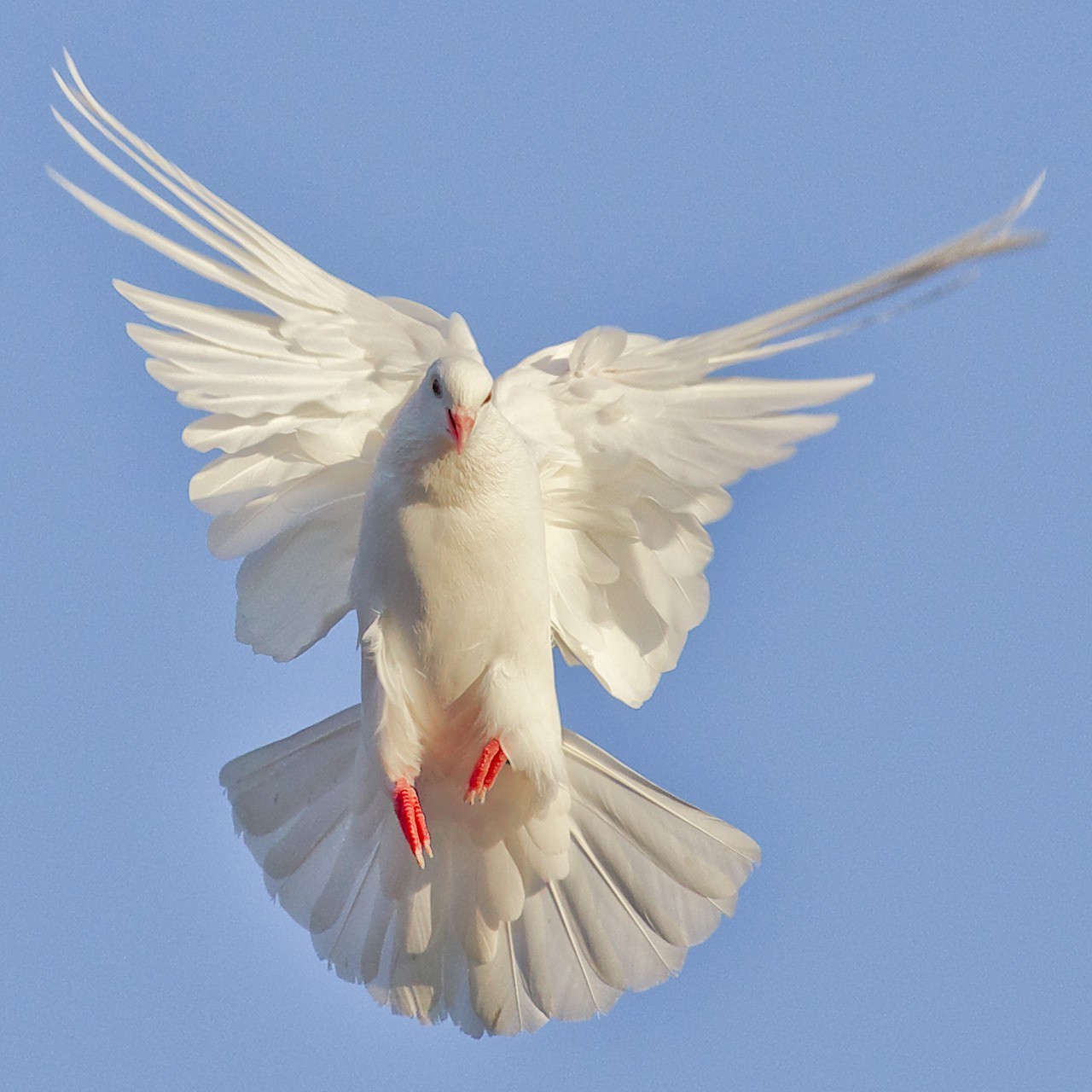 colomba uccello volo volare cielo ala piuma fauna selvatica vento natura colomba gabbiano libertà aria animale