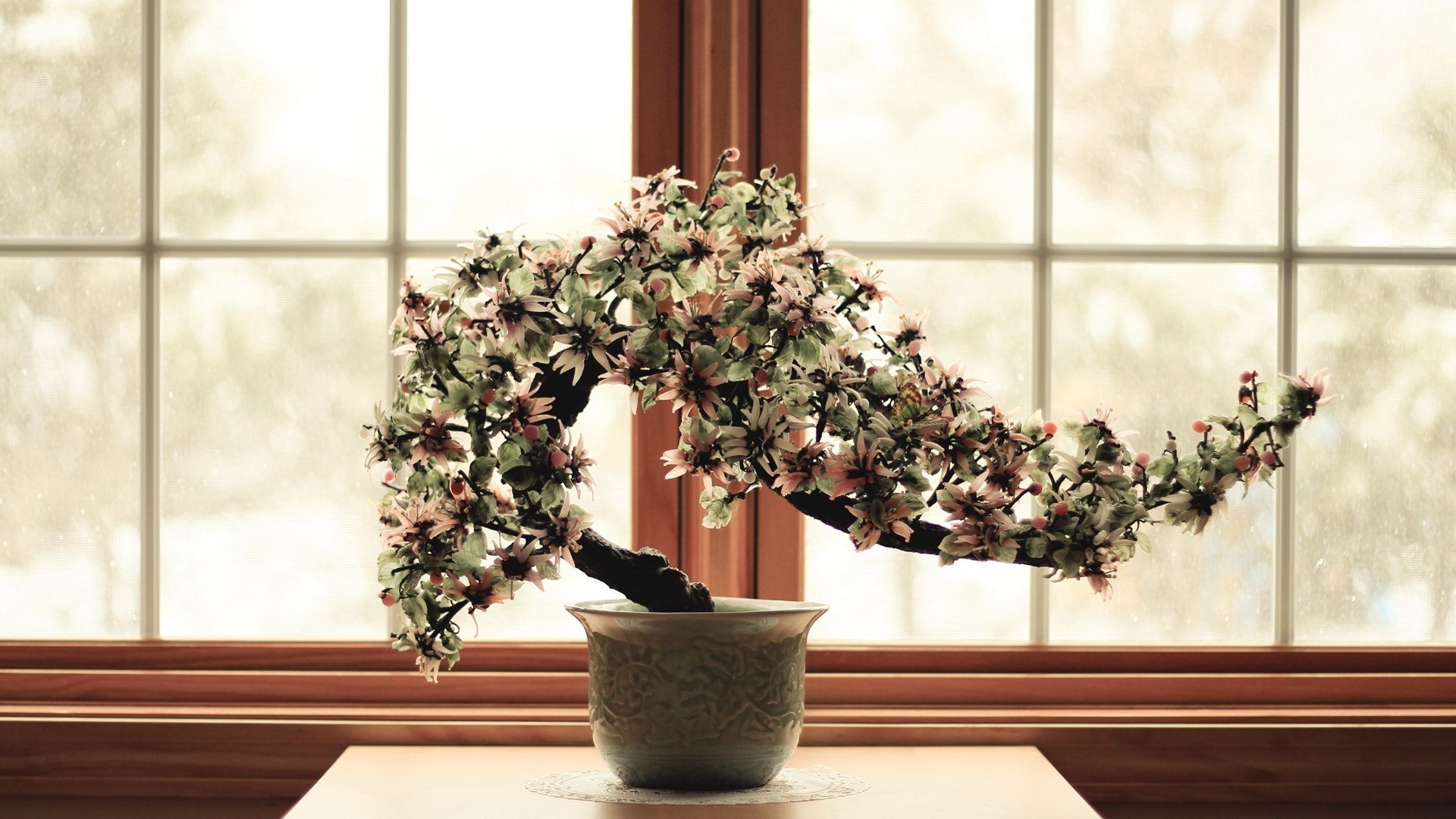 blumen auf bäumen fenster topf blume drinnen haus zimmerpflanze vase flora topf möbel garten dekoration terrasse innenarchitektur zimmer familie blatt glas pflanzer