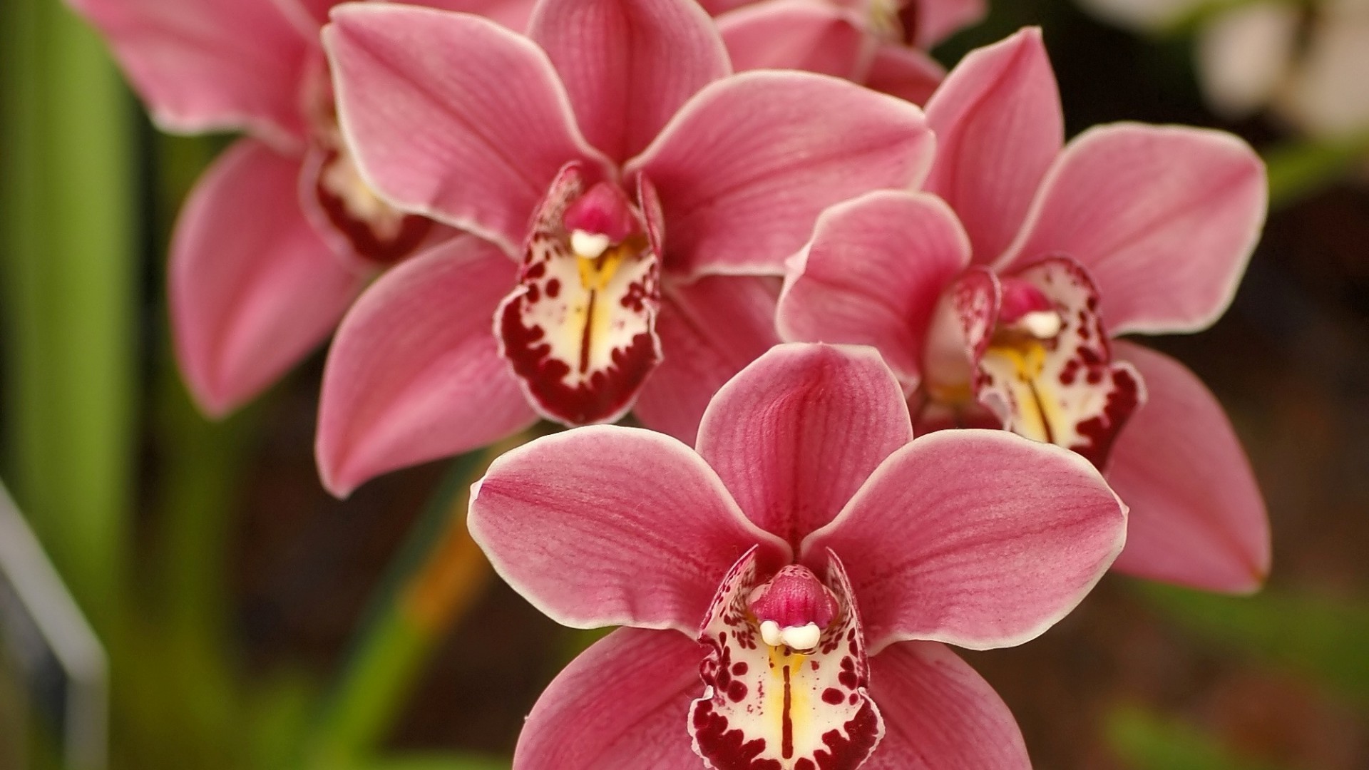 çiçekler çiçek tropikal flora egzotik orkide doğa petal çiçek çiçek açan botanik güzel phalaenopsis şube narin renk zarif bahçe yaprak kabuk