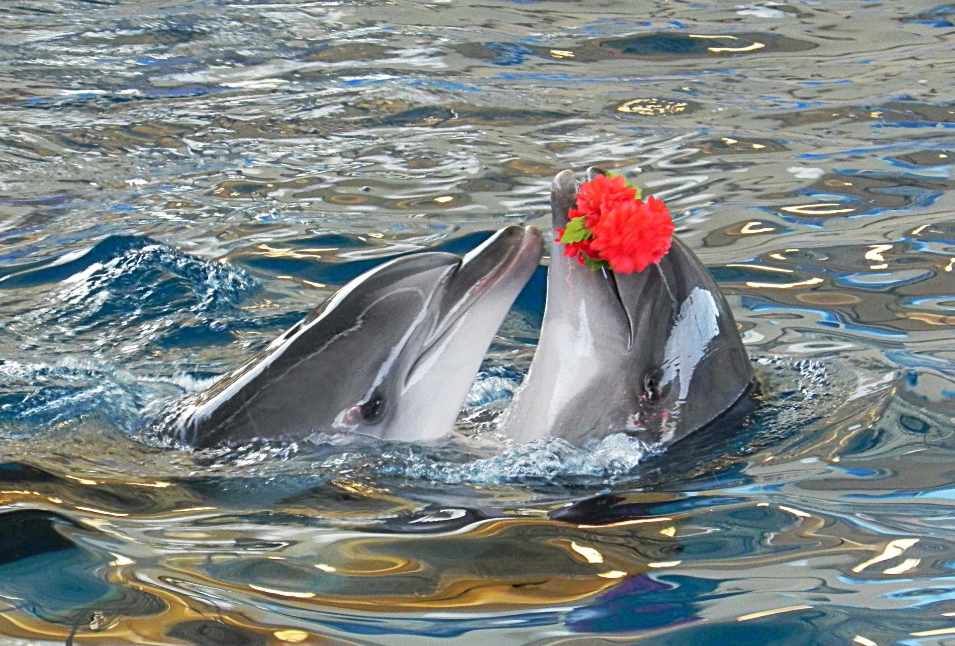 animaux eau natation poissons océan mer nature ventilateur sous-marin humide la faune dauphin