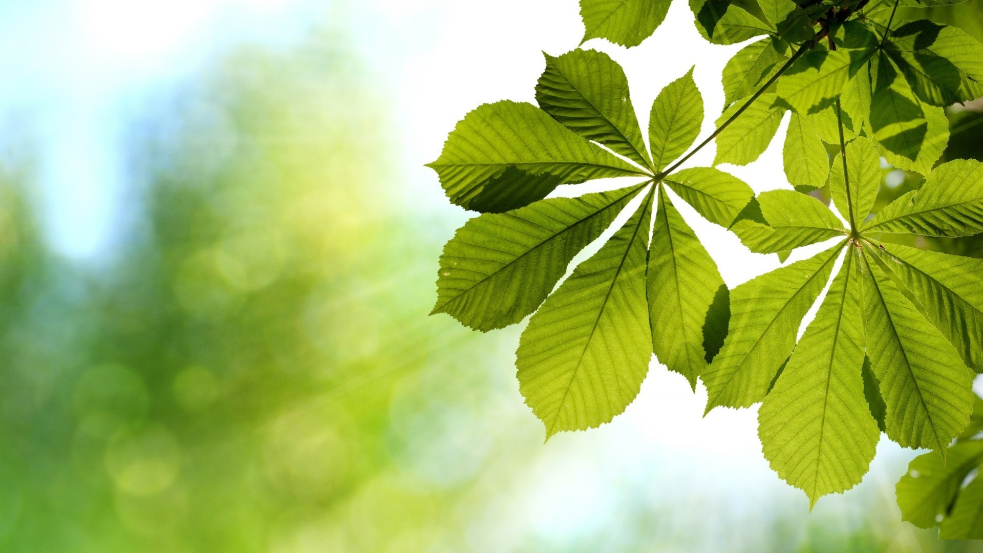 folhas folha natureza flora crescimento exuberante verão brilhante área de trabalho ao ar livre ambiente bom tempo sol