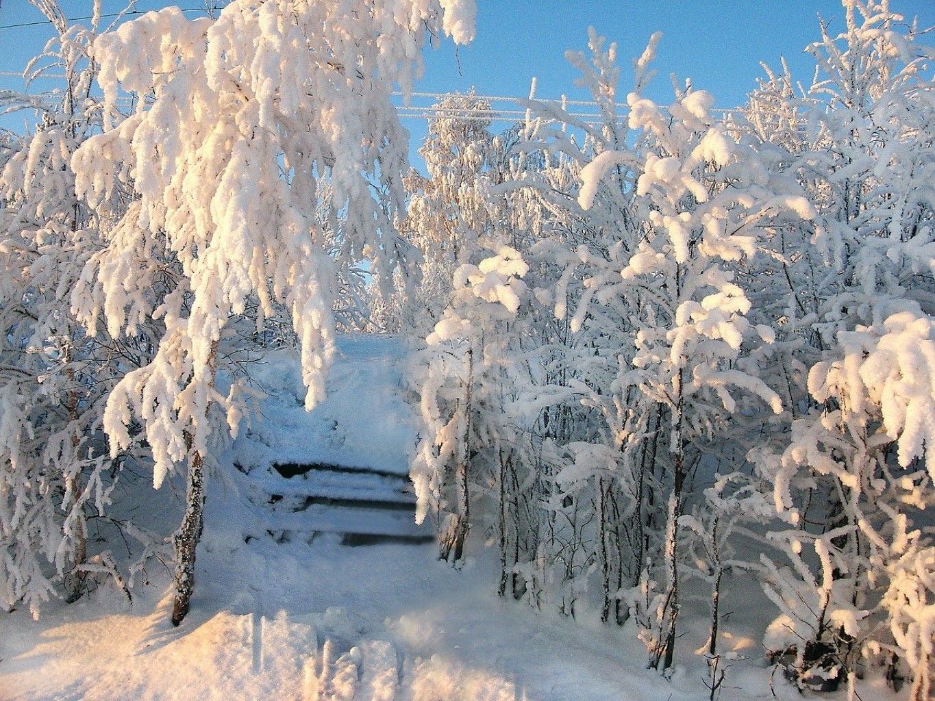 hiver neige gel froid congelé glace bois paysage nature saison bois météo givré neige-blanc scène scénique glacial