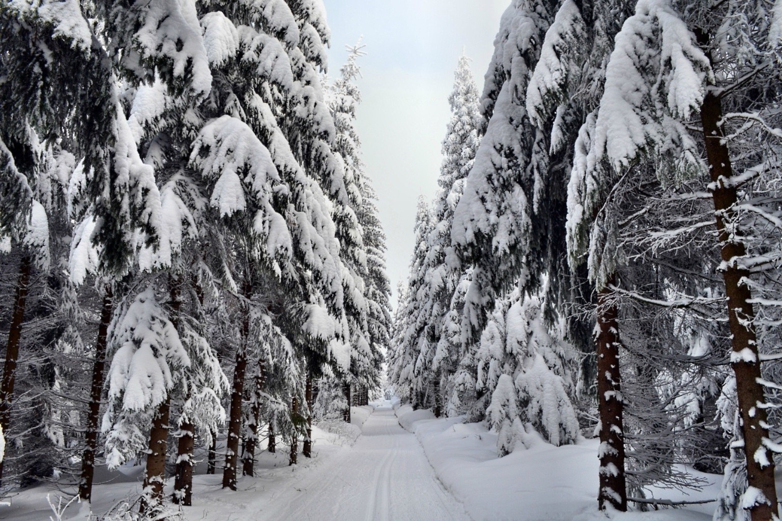 winter snow cold frost wood tree frozen ice weather landscape season pine scenic fir snowy