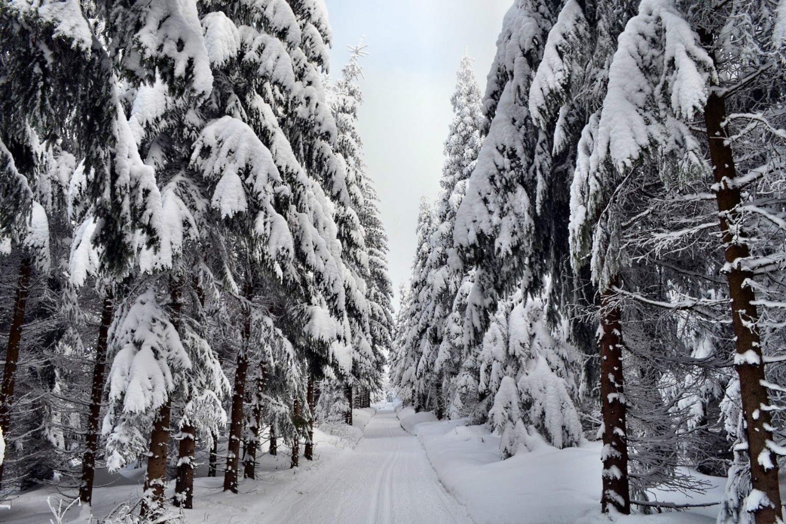 inverno neve frio geada madeira árvore congelado gelo tempo paisagem temporada pinheiro cênica abeto neve