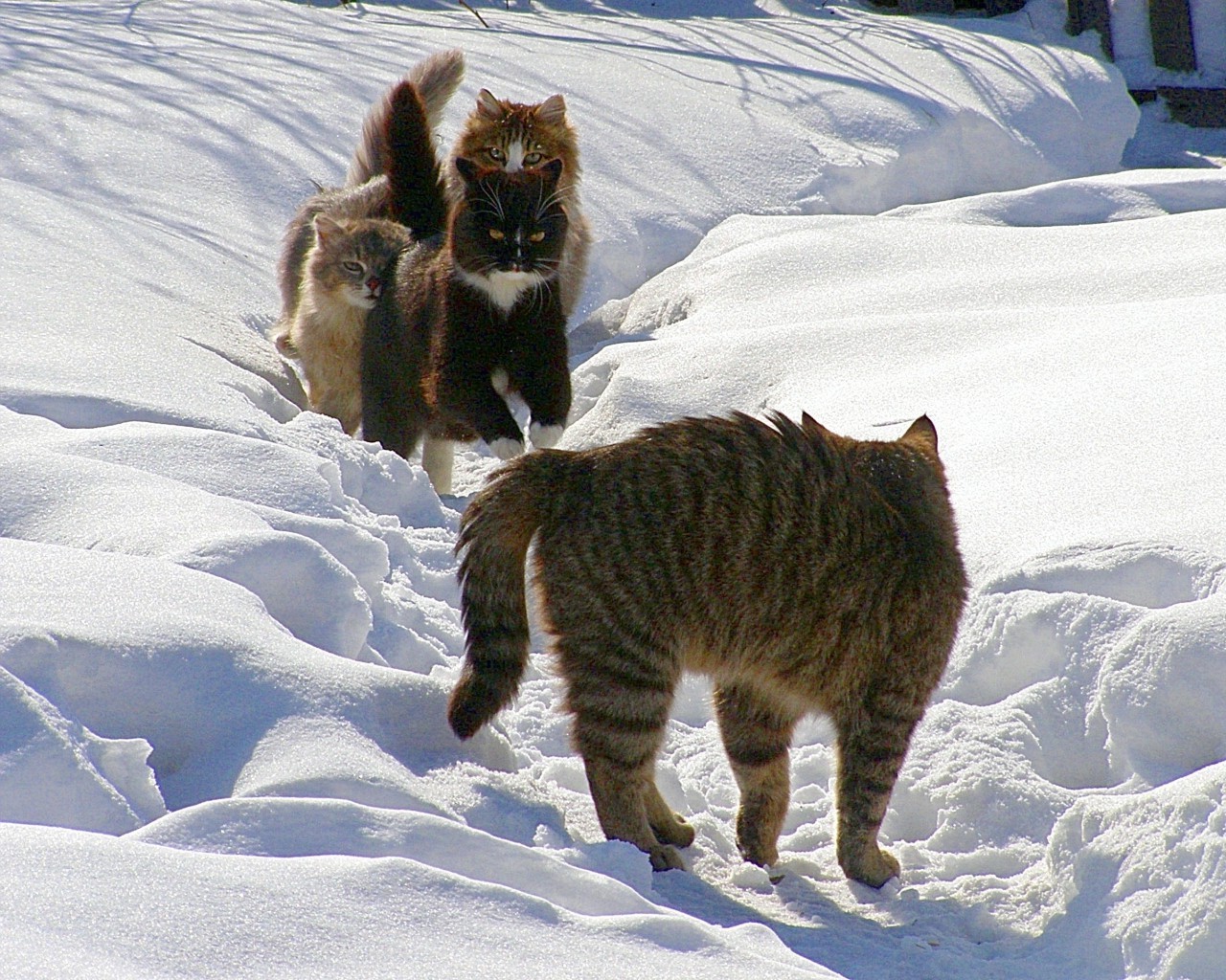 Хорошее зимнее видео. Коты зимой. Кот в снегу. Два кота в снегу. Котенок в снегу.