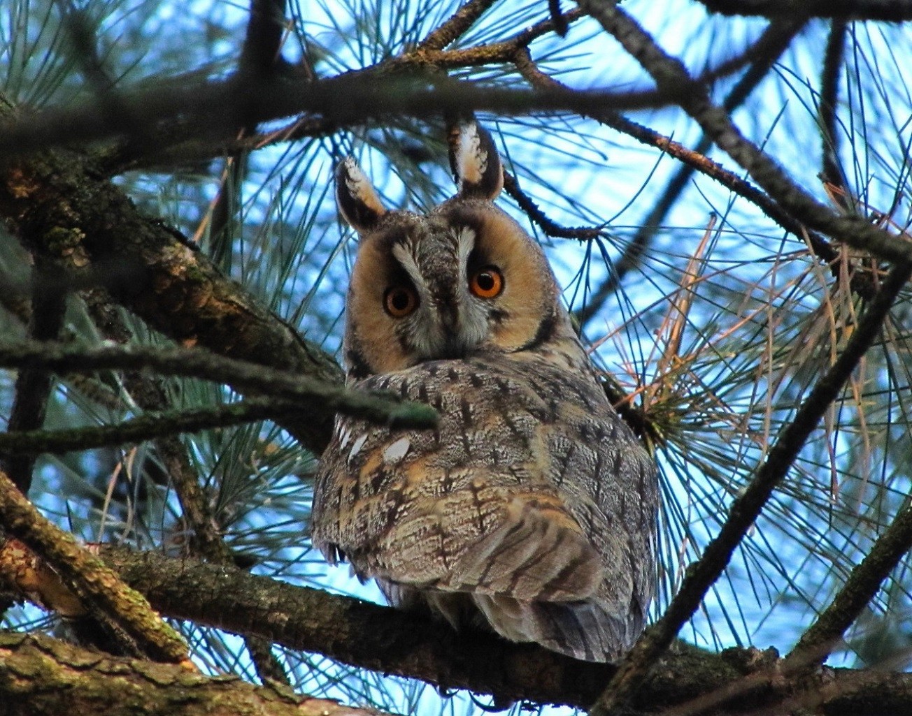 animals owl tree bird nature wildlife wood outdoors raptor wild winter animal wise prey nocturnal feather