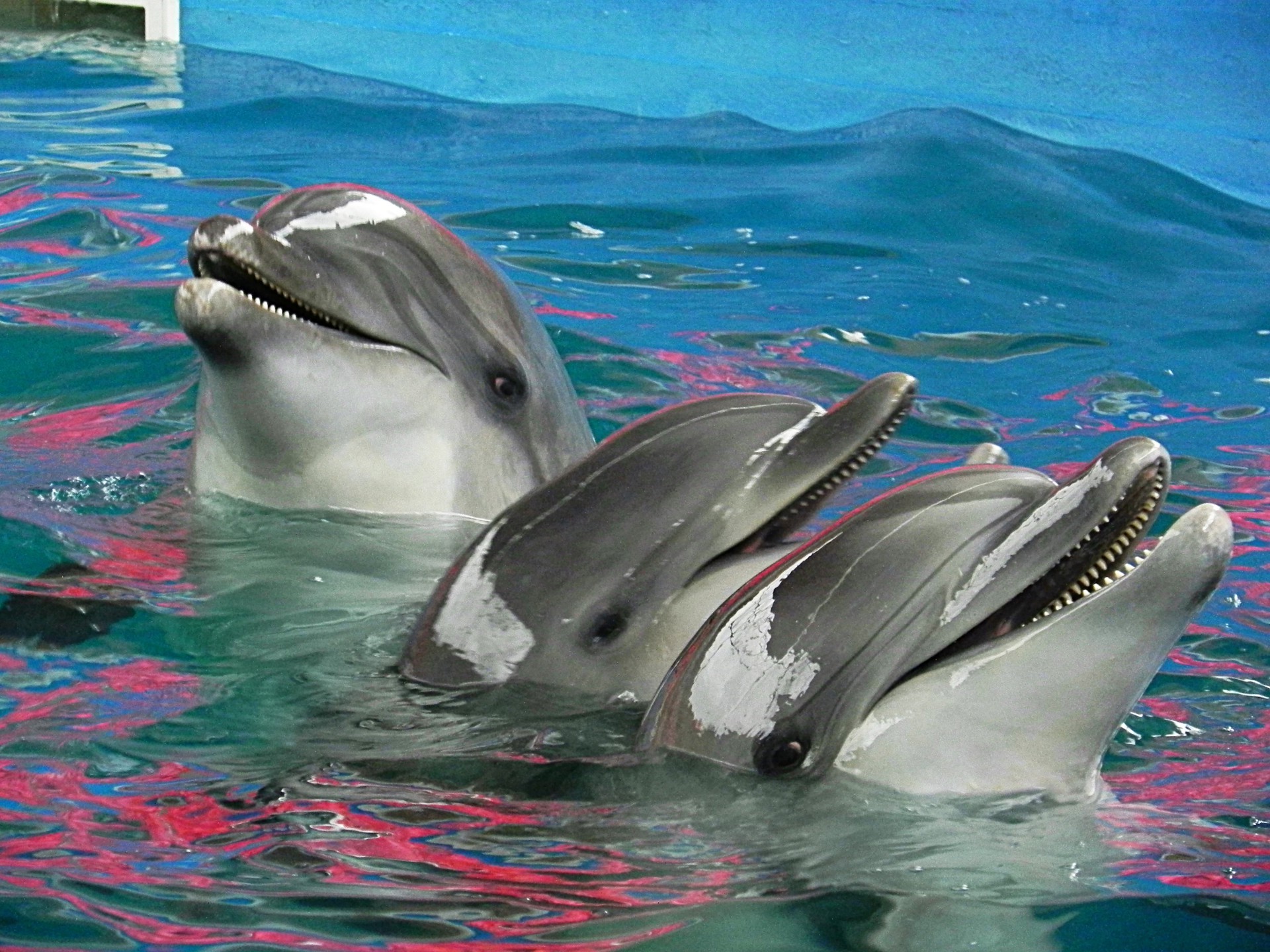 动物 游泳 海豚 鼓风机 水下 水 鲸鱼 鱼 野生动物 水族馆 鳍 潜水 游泳者 游泳池 哺乳动物 飞溅 海洋 海 脚蹼