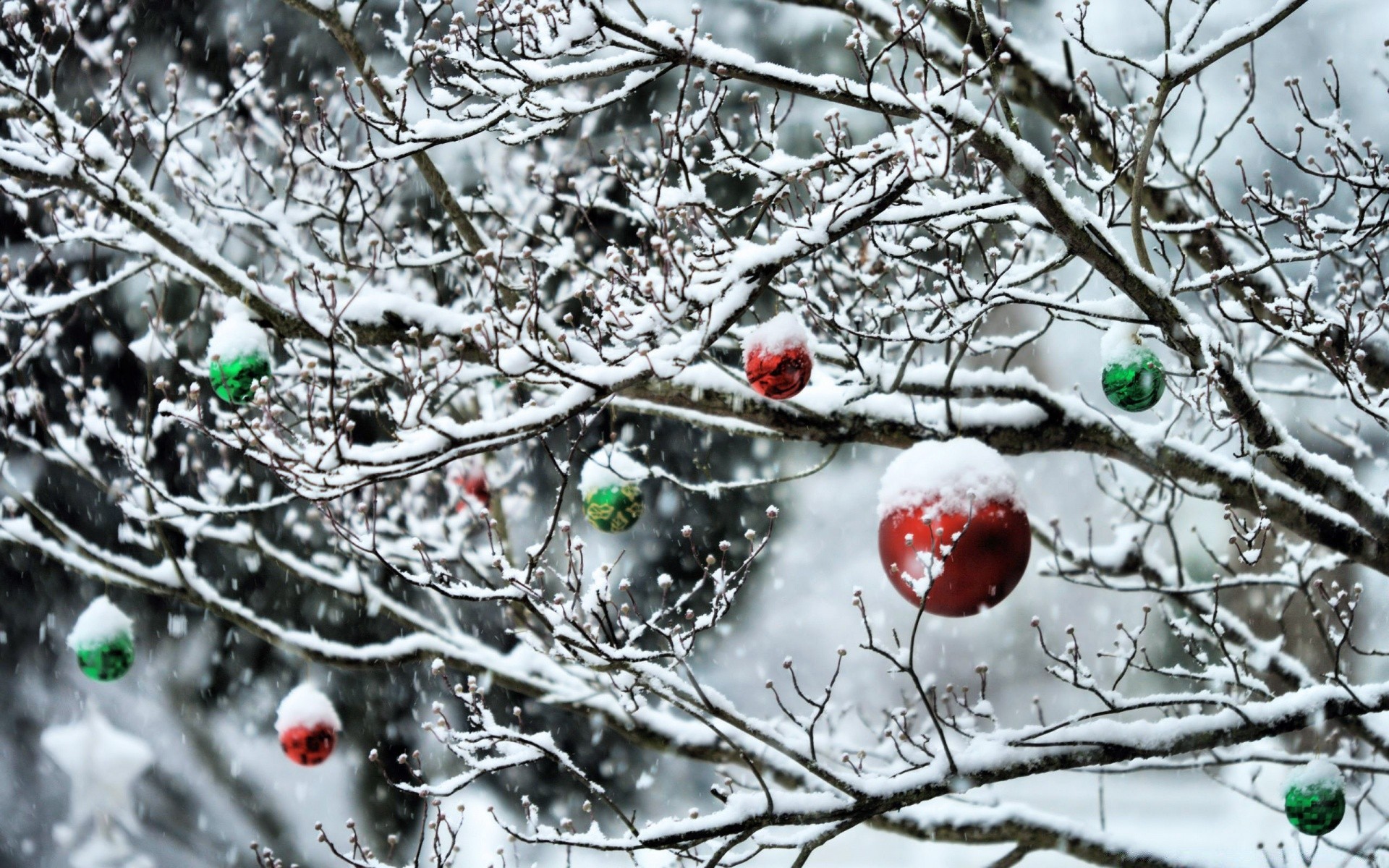 ano novo inverno árvore geada ramo neve frio congelado temporada natureza natal gelo desktop tempo brilhante