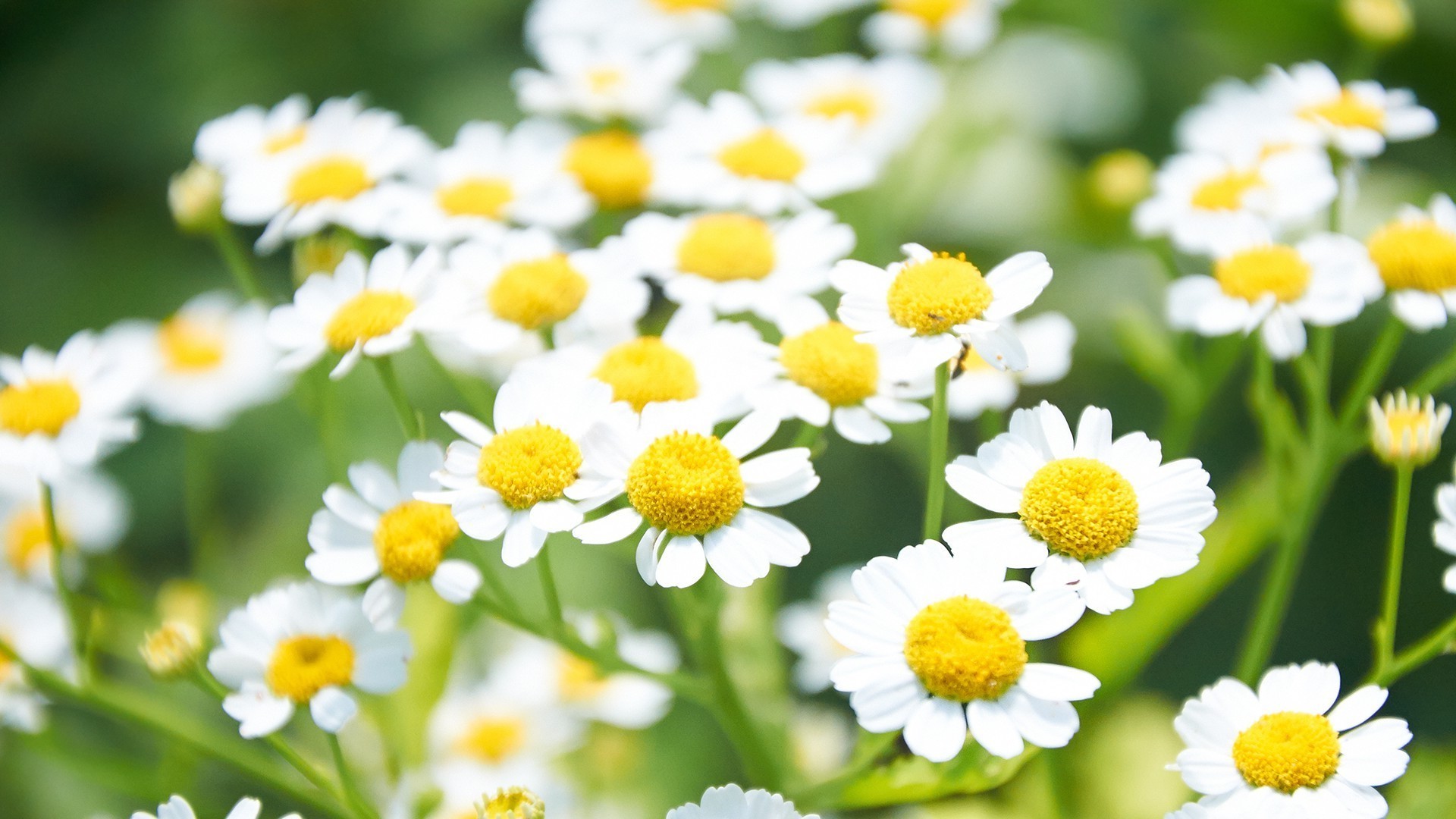 chamomile nature summer flora flower leaf hayfield bright garden petal fair weather field growth herbal color grass blooming floral close-up
