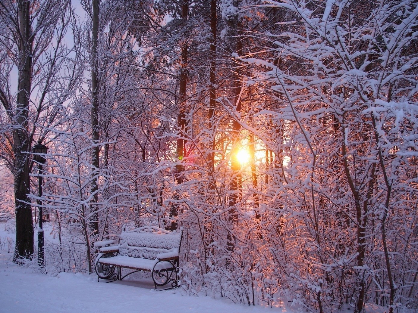 winter snow frost cold wood season tree frozen weather ice landscape branch snow-white nature snowstorm frosty fair weather park dawn