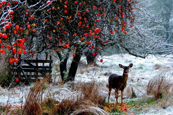 Pequeño ciervo entre el bosque de invierno