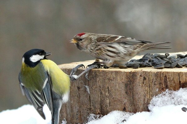 Uccelli invernali in natura