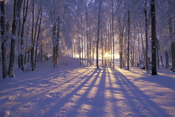 Sunset in a serene winter forest