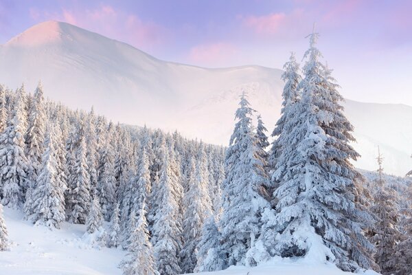 Los árboles de Navidad están cubiertos de nieve en la ladera de la montaña