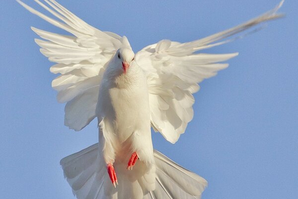 White pigeon with red paws in flight