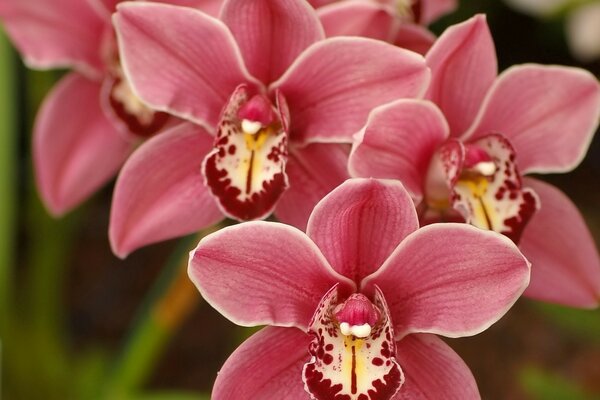 Tropical pink flower a lot