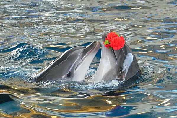 Romance no mundo da fauna aquática