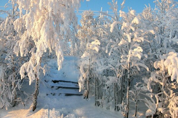 Árboles en nieve esponjosa junto a las escaleras