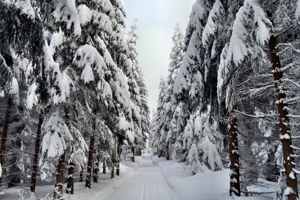 Beautiful nature in the forest with a big frost