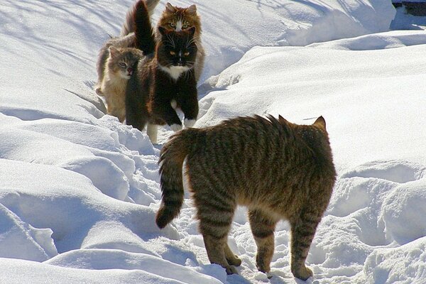 Die Schwanzbande hat im Winter eine Dorfbewohner-Showdown veranstaltet