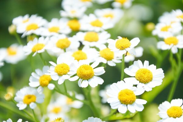 Blühende Gänseblümchen auf grünem Hintergrund