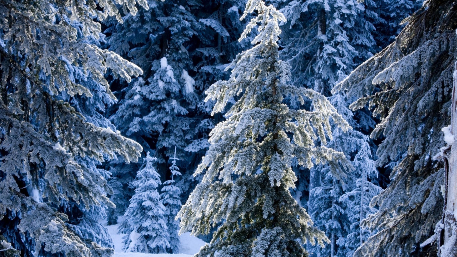 hiver neige nature froid gel bois rock à l extérieur glace arbre paysage voyage montagnes pin congelés