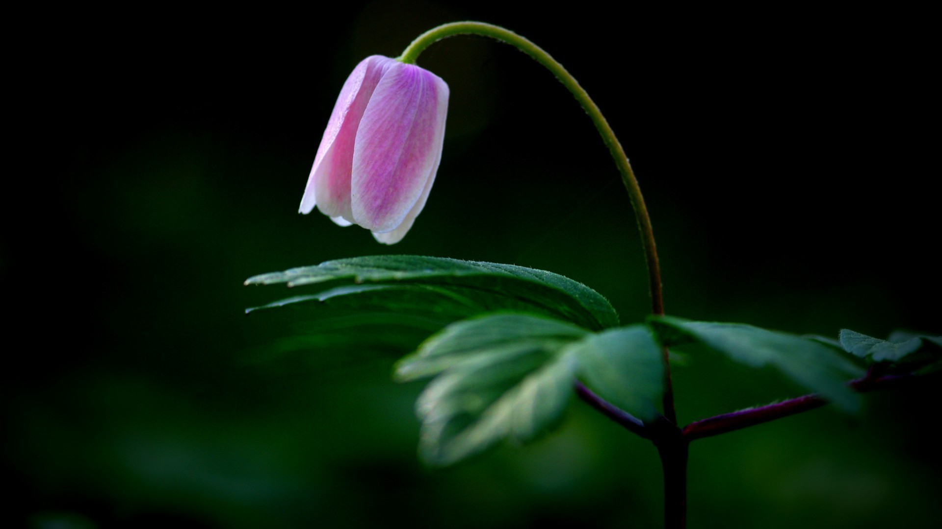 flowers nature flower leaf flora garden color beautiful bright summer light close-up growth floral rain outdoors