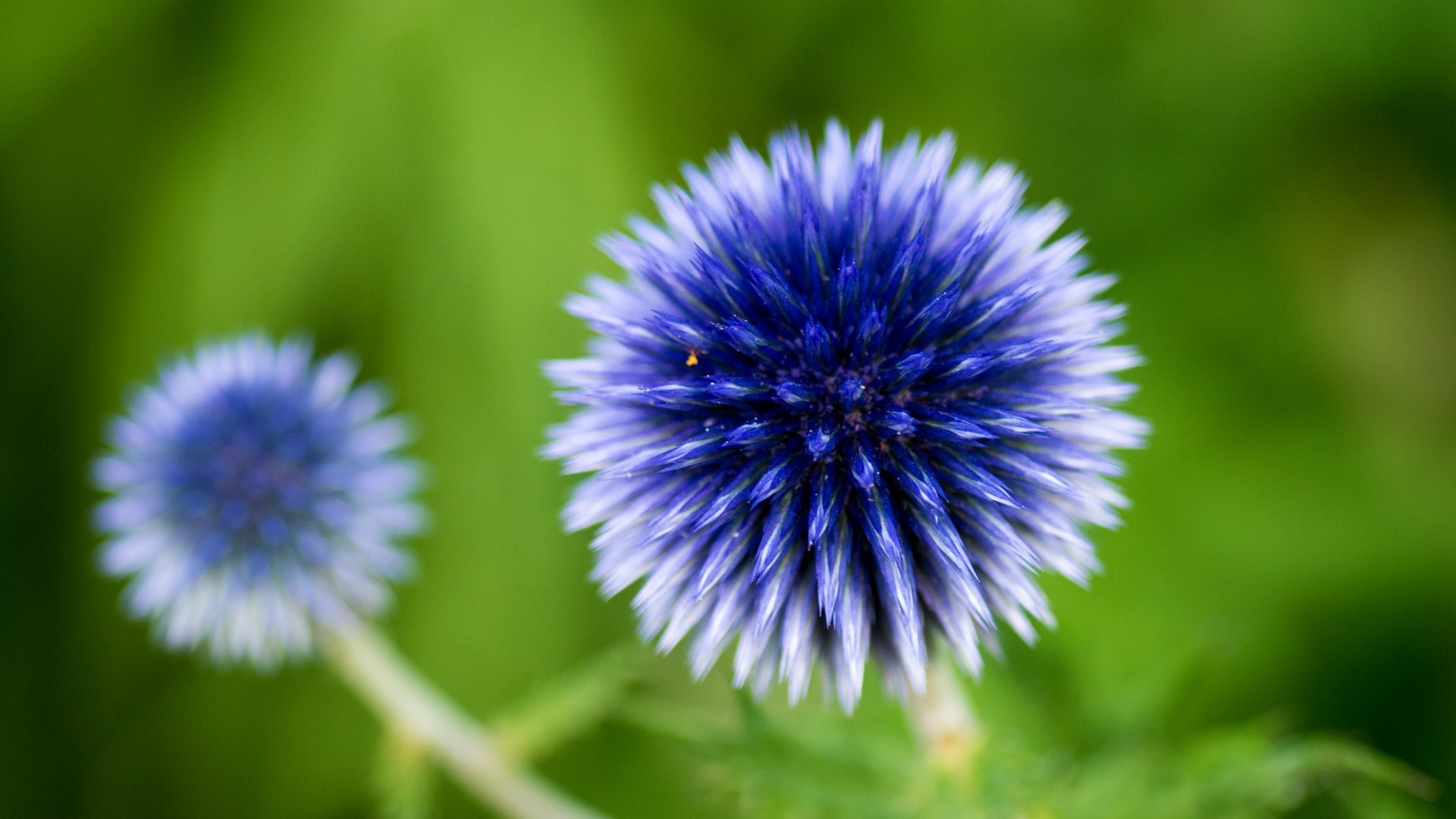 fleurs nature fleur flore été feuille jardin à l extérieur gros plan croissance foin belle vivace champ