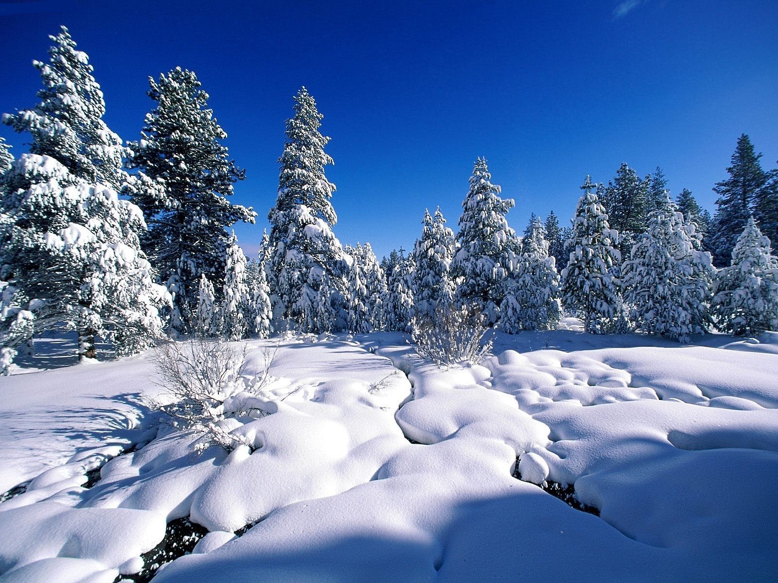 inverno neve frio geada gelo montanha madeira congelado paisagem pó cênica natal abeto neve evergreen snowboard árvore temporada