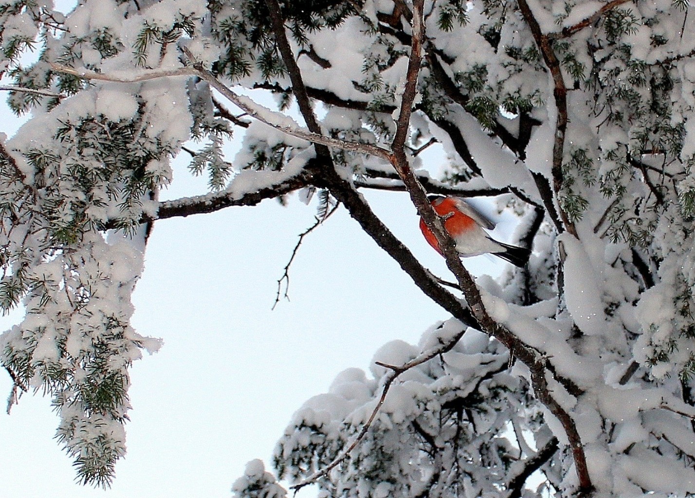 invierno árbol nieve rama temporada naturaleza madera frío al aire libre escarcha pájaro color paisaje escritorio parque medio ambiente