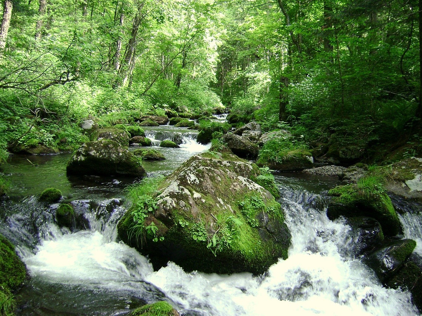 rivers ponds and streams waterfall water nature wood stream river landscape moss cascade rock leaf creek wild outdoors travel environment flow tree stone