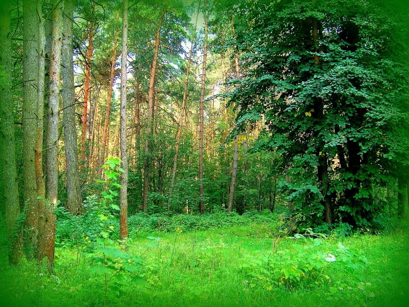 lato drewno natura krajobraz liść drzewo dobra pogoda park słońce środowisko bujne świt malownicze krajobrazy flora na zewnątrz sezon wzrost mgła