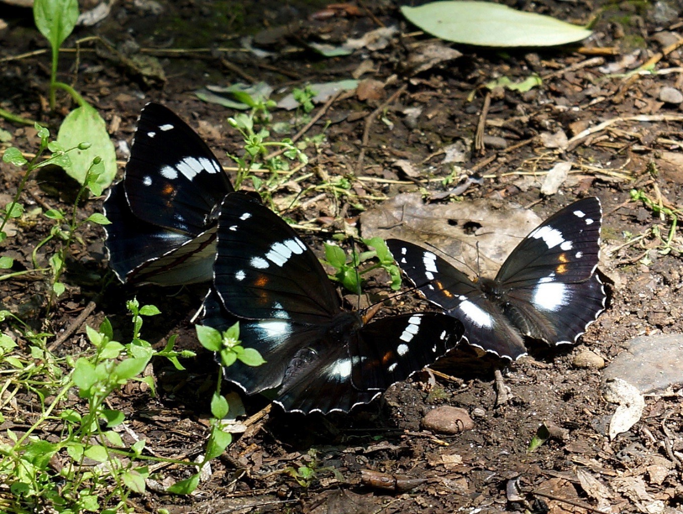 butterfly nature insect wildlife animal outdoors summer environment tropical sit wing leaf invertebrate garden wood biology wild lepidoptera fragility