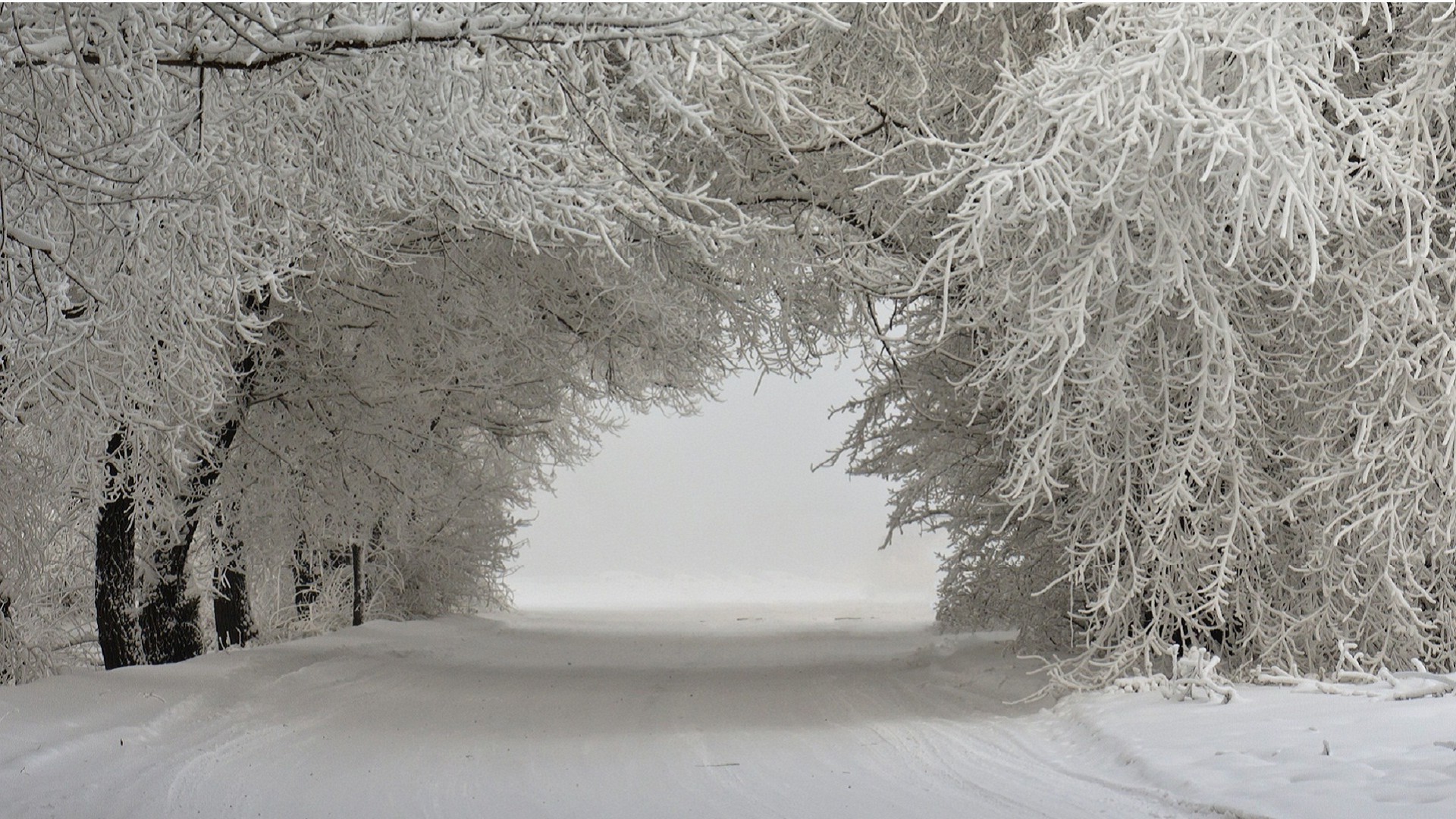 hiver neige gel froid congelé glace bois météo paysage bois brouillard saison givré nature neige-blanc branche tempête de neige scène