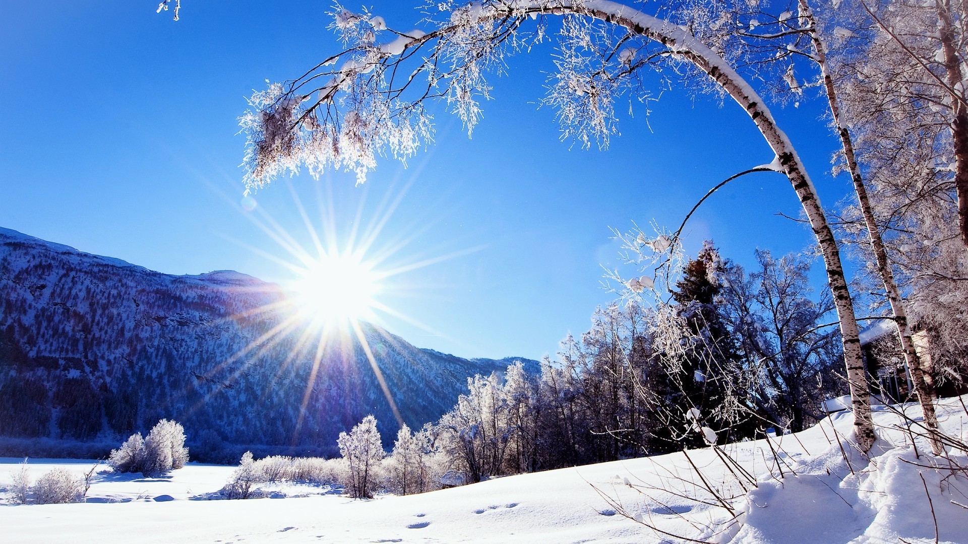 invierno nieve frío escarcha madera temporada árbol hielo congelado paisaje escénico tiempo naturaleza buen tiempo montaña blanco como la nieve pino