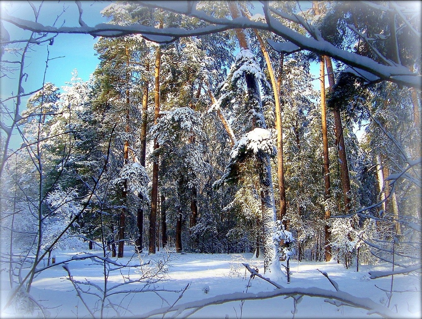 winter snow wood frost cold tree frozen nature landscape ice season weather branch fair weather pine outdoors snow-white sky