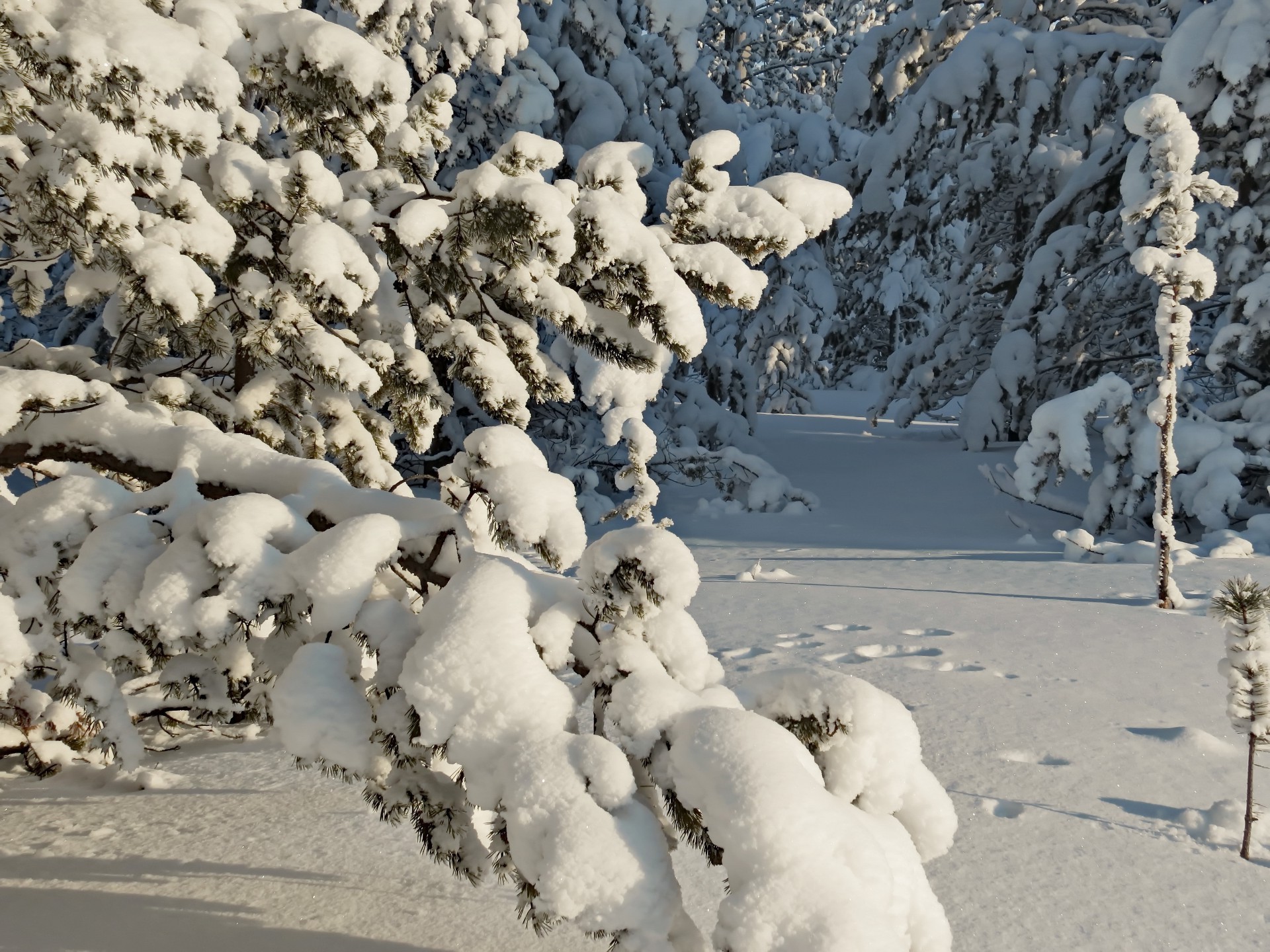 forêt neige hiver gel froid glace congelé nature givré météo à l extérieur glacial paysage saison climat température rock neige-blanc