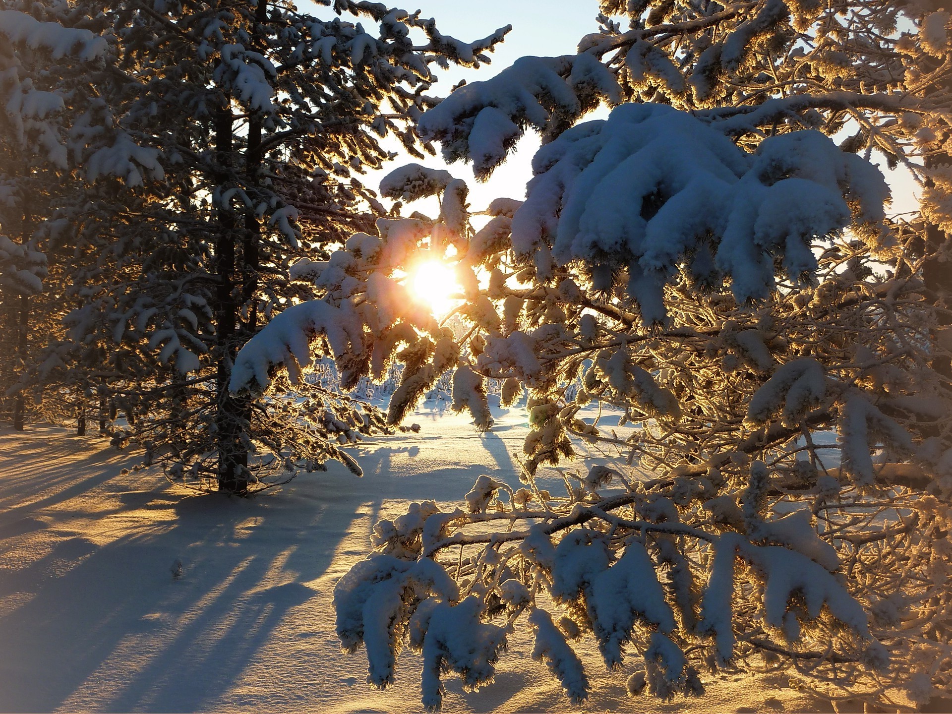 winter snow frost tree nature outdoors cold season weather fair weather landscape fall wood frozen light sky bright leaf