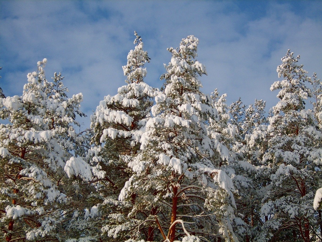 forêt hiver neige gel arbre saison pin froid bois sapin evergreen congelé noël nature branche paysage météo épinette conifère glace