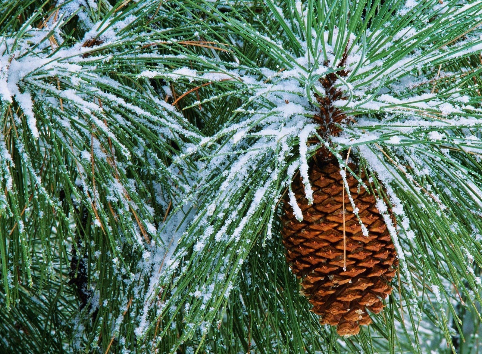 winter tree evergreen pine needle christmas season nature conifer fir cone branch flora decoration spruce coniferous close-up desktop outdoors