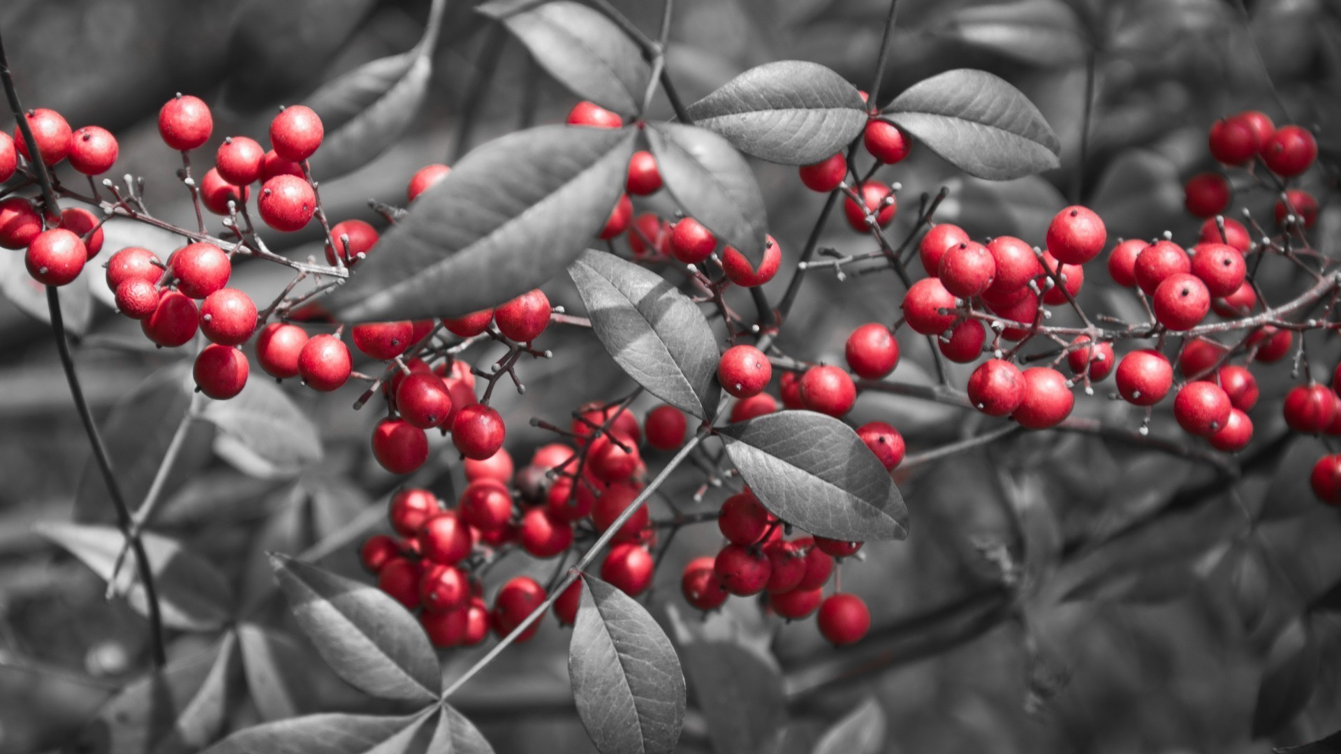 bayas invierno rama baya hoja árbol naturaleza temporada navidad otoño