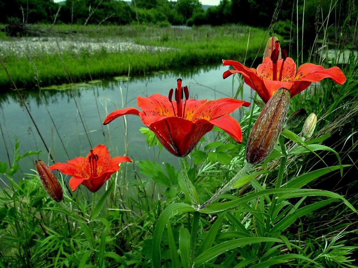 flowers flower nature summer flora garden leaf grass blooming outdoors floral beautiful color petal park season field bright wild lily