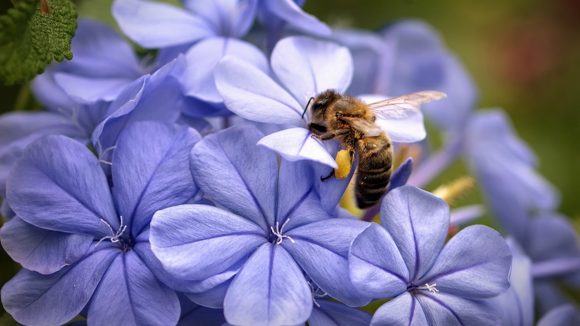 insekten natur blume flora insekt sommer garten im freien blatt pollen biene blütenblatt schön schließen