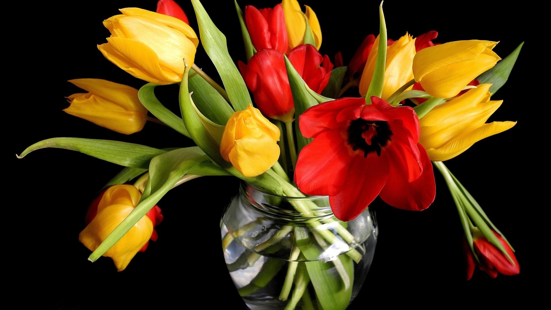 dans un vase ou un pot tulipe fleur nature feuille pâques bouquet flore couleur lumineux belle amour cadeau floral jardin isolé décoration été romance luze