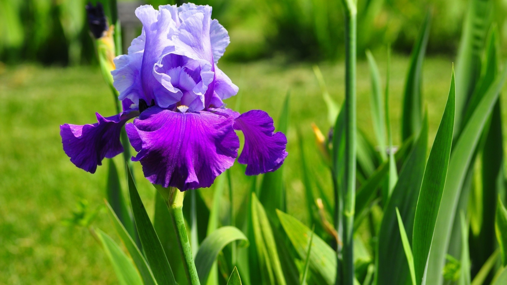 kwiaty flora ogród natura kwiat lato liść trawa wzrost kwiatowy pole bluming jasny płatek sezon na zewnątrz kolor sianokosy park zbliżenie