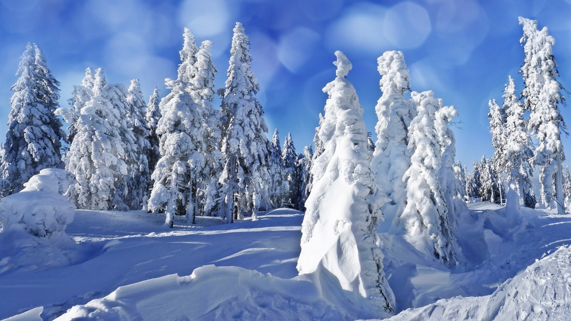 inverno neve frio gelo geada congelado montanha madeira gelado cênica paisagem tempo