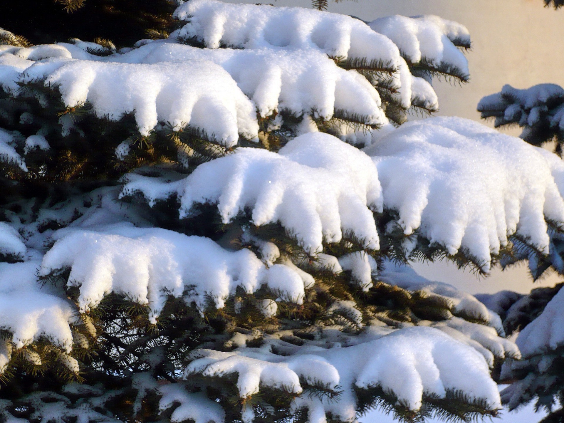 foresta inverno neve freddo gelo all aperto meteo ghiaccio congelato natura luce del giorno albero paesaggio legno montagna stagione acqua gelido scenico viaggi