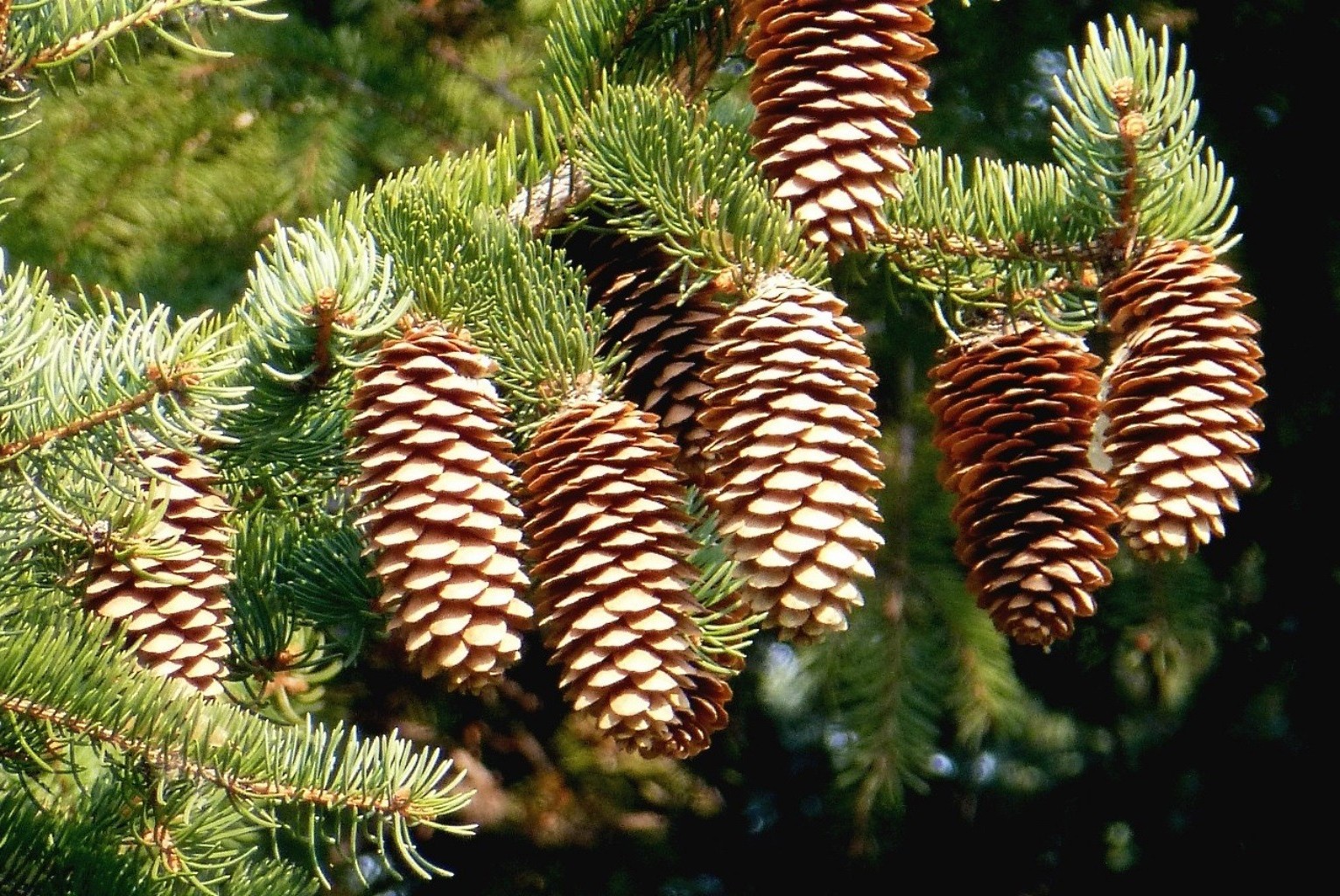 paysage pin hiver arbre noël evergreen sapin conifères aiguilles épinette cône conifères décoration branche nature saison